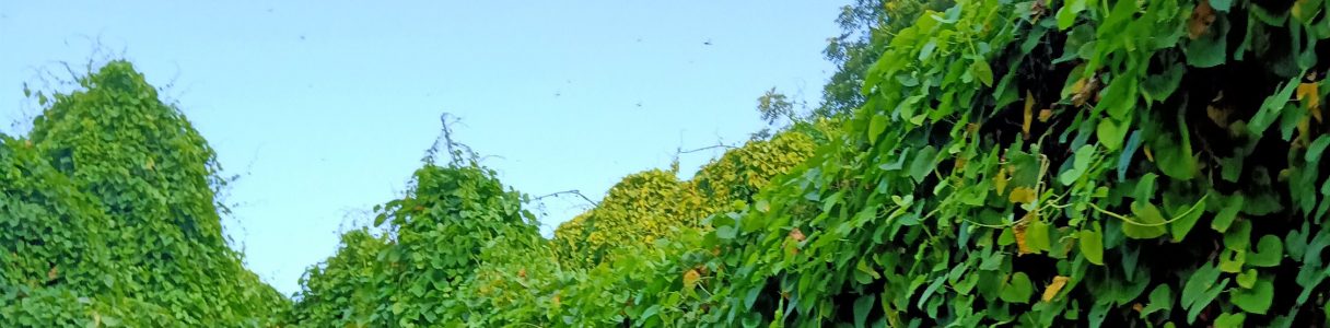 about indian social condition of present time